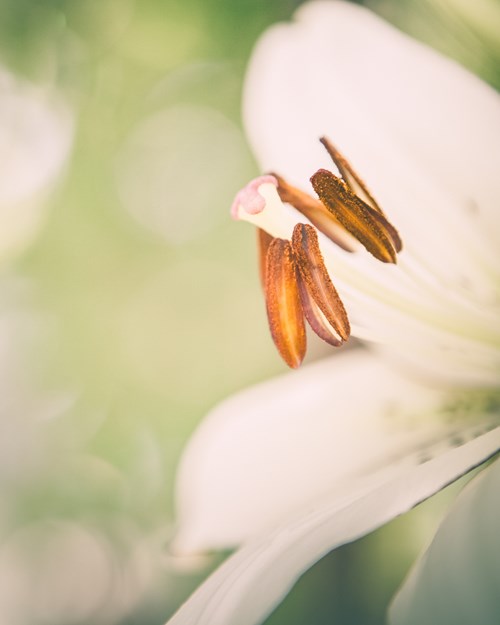 Close up of a lily